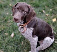 Our bloodlines are known for their great noses, bird finding ability and natural ability to retrieve and back. 75 Very Beautiful Pointer Dog Pictures And Images