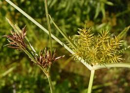 Image result for Cyperus nduru