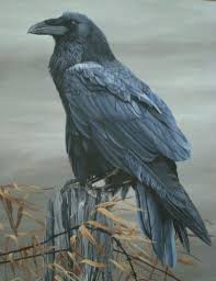 All Black Bird With Black Beak Ajttk I Am Getting Obsessed With Ravens And Black Bird Raven Art Animal Totems