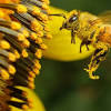 You can also use corn starch,flour, or different bees are purpose built to pollinate flowers. 1