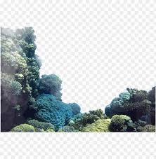 The graphics are a png file, 300 dpi, without background. Coral Reefs Png Coral Reef Png Transparent Png Image With Transparent Background Toppng