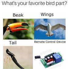 The Birds Work For The Bourgeoisie Dankmemes