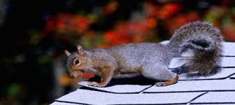 We did not find results for: How To Get Rid Of Squirrels Chipmunks Guide Earlyexperts