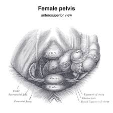 Image result for uterus