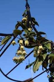 Very sought after clematis ! Clematis Urophylla Winter Beauty