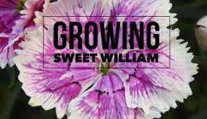 We did not find results for: Sweet William Growing From Seed Gardening Channel
