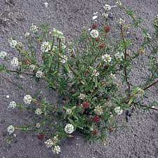 Image result for Spermacoce congensis