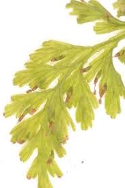 Image result for Vandenboschia