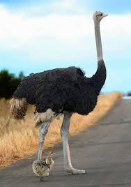 Bird That Looks Like An Ostrich Ostrich Mom And Baby Animals Animals Beautiful Animals Wild