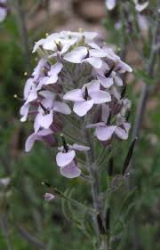 Image result for Culcasia falcifolia