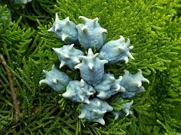 Image result for Vismia orientalis