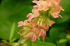 Image result for Indigofera bainesii