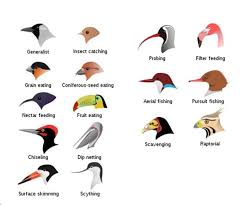 Beaks