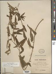 Image result for Argomuellera