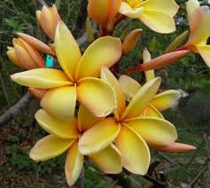 Australia S Best Frangipanis Plumeria Rare And Exceptional Varieties Tropical Flower Plants Fragrant Flowers Frangipani