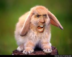 Nicolas Cage Rabbit Animal Mashups Animals Bunny Cages