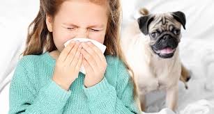 Kak Allergiku Zhit S Koshkoj Blog Medicinskogo Centra On Klinik