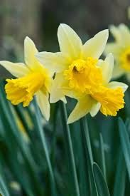 Daffodil Narcissus Wisley Mid March Narcissus Daffodil Flower Garden Shrubs