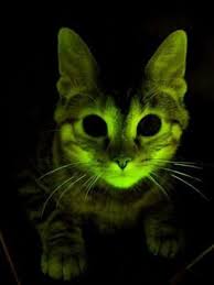 escuro filhotes de gatos gatos criaturas estranhas