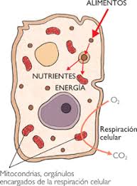 nutricion celular: metabolismo en células heterotrofas