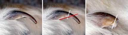 We're ashby animal clinic on garbers church road in harrisonburg, va. Pin On Animals