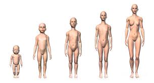 Browse 24,434 female anatomy stock photos and images available, or search for female anatomy illustration or male female anatomy to find more great stock photos and pictures. Female Human Body Scheme Of Different Digital Art By Leonello Calvetti