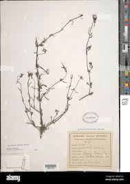 Image result for Spermacoce senensis