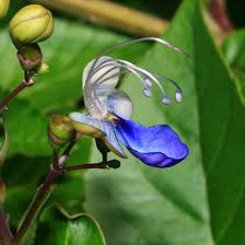 Image result for Rotheca myricoides