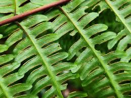 Image result for Pteris tripartita