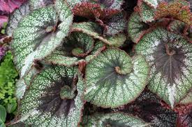 Beguiled By Begonias Begonia Ribbon Plant Dinosaur Garden