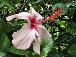 Petit Festival D Hibiscus Roses De Chine Paris Cote Jardin Hibiscus Rose Hibiscus Fleurs Simples