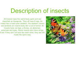 Mini Beast Report Location Classificlassification What Does It Do How Does It Move Description How Do Bees Help Us What Does It Eat Our Responsibilities Ppt Download