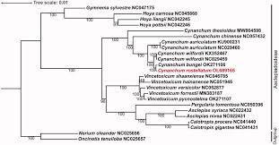 Image result for Oncinotis tenuiloba