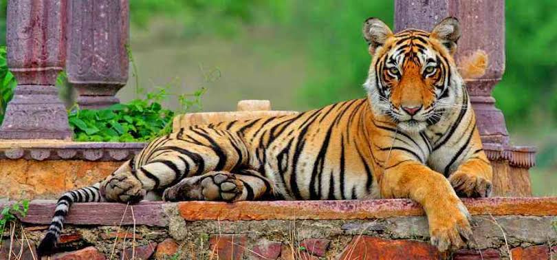 Ranthambore Wildlife Safari