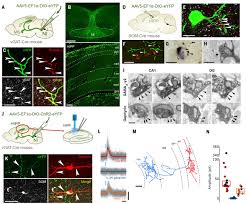 ✓ learn faster with spaced repetition. Brainstem Nucleus Incertus Controls Contextual Memory Formation Science