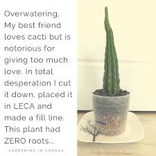 Cactus spines can collect water too. Can You Grow Cacti And Succulents In Leca Gardening In Canada