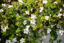 Image result for foto bacopa
