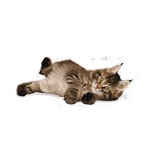 A complete range of food to satisfy the needs of every healthy kitten. Maine Coon Kitten Dry Royal Canin