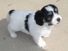 Black And White Coton De Tulear Puppies For Sale Cutie Black White Patootie From Quaint Cotons In St Charles County Missouri Coton De Tulear Cutie Cute Animals