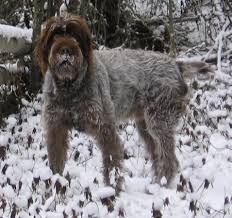 Wirehaired pointing griffon rescue information: Wirehaired Pointing Griffon Dog Breed Information And Pictures