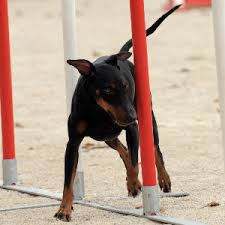 The tail tapers to a point and is carried in a slight upward curve. Manchester Terrier Wisdom Panel German