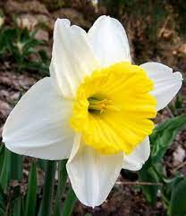 Planting Daffodil Bulbs And Narcissus Flowers For Spring Color Narcissus Flower Daffodil Bulbs Planting Daffodil Bulbs