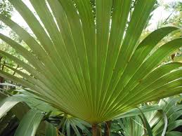 Image result for Coccothrinax