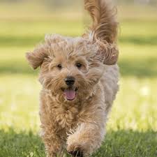 Teddy bear doodle goldendoodle teddy bear doodles and dyslexia the gallery for goldendoodle teddy bear cut Mini Goldendoodles Breed Information And Guide Spiritdog Training
