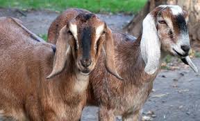 Espn and netflix are teaming up to bring the last dance to the online streaming service. Goat Feed Chart And Goat Weight Chart A Full Guide Agri Farming
