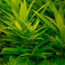 Image result for Hygrophila