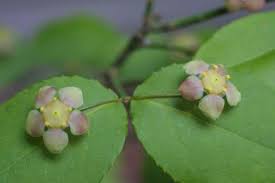 Image result for Celastraceae