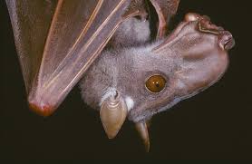 They are placement mammals not monotrems(egg laying mammals). 5 Weird Facts About Bats Bat Conservation International