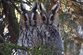 There's a lot to look forward to in spring, including the welcomed hullabaloo of birdsong. 20 Birds Of Prey In Massachusetts With Pictures Bird Feeder Hub