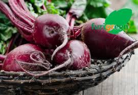 We did not find results for: Harga Buah Bit Per Kg 2018 Bulan September Beetroot Beet Furisuka Indonesia